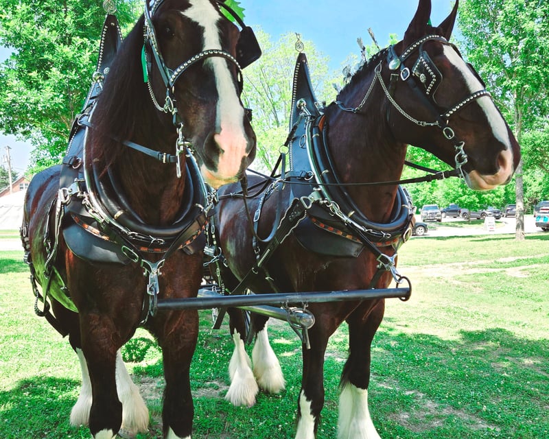 Shire Draft Horse Experience & Carriage Ride in Hermann, MO