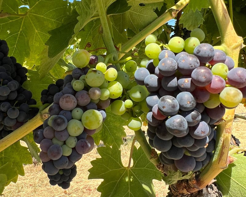 5-Hour Food & Wine Tasting Tour in Santa Rosa