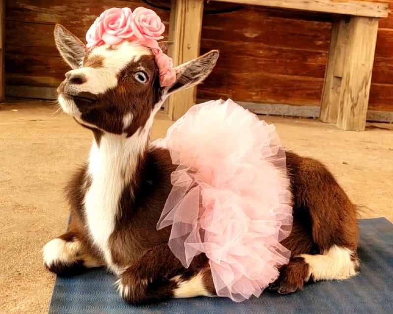 Goat Yoga & Mimosas Class in Brookshire