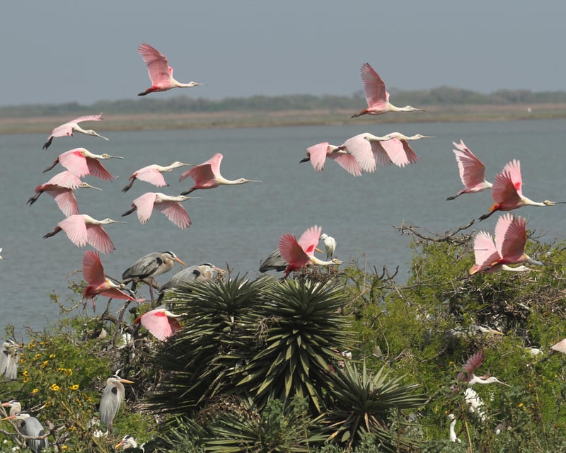 Spring Rookery Birding Tour From Fulton