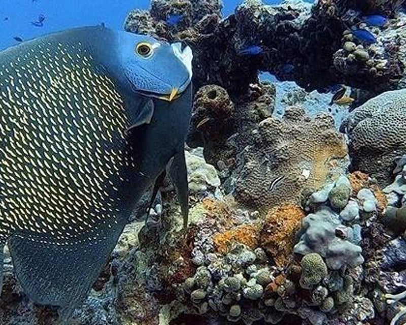 2-Tank Scuba Dive in St. Thomas