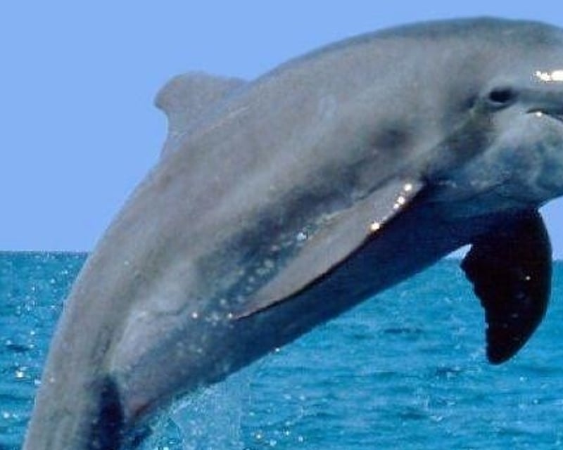 Dolphin Watching Tiki Boat Tour in Clearwater Beach