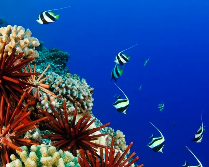 Discover Scuba Diving Shore Dive in Hilo