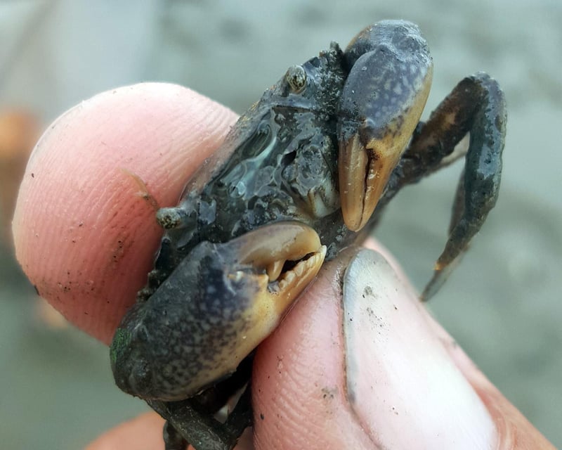 2-Hour Murrells Inlet Salt Marsh Kayak Tour