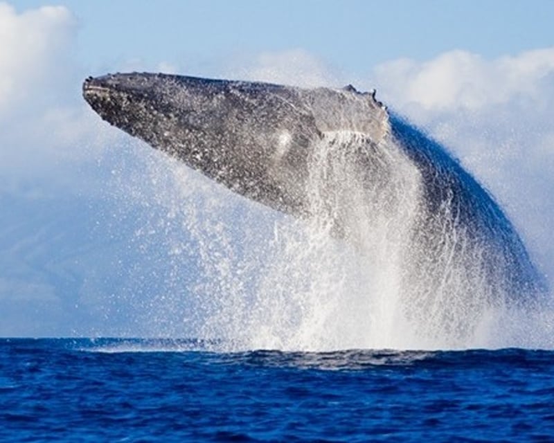 5-6-Hour Guided Oahu South Shore Tour