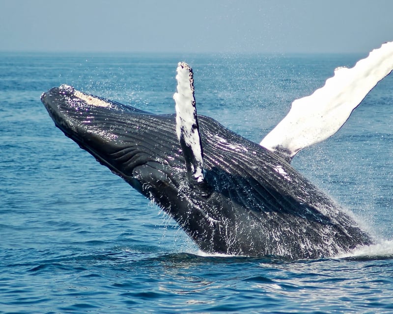 Whale Watching Sail in Waikiki