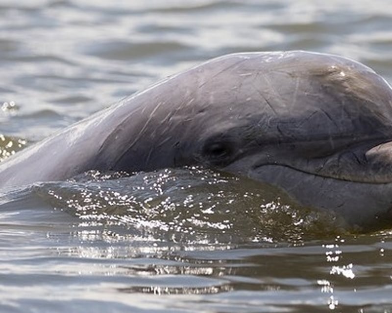 Savannah Private Dolphin Eco Tour