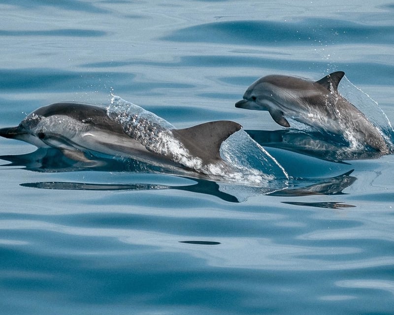 Ruskin 2-Hour Wildlife Cruise