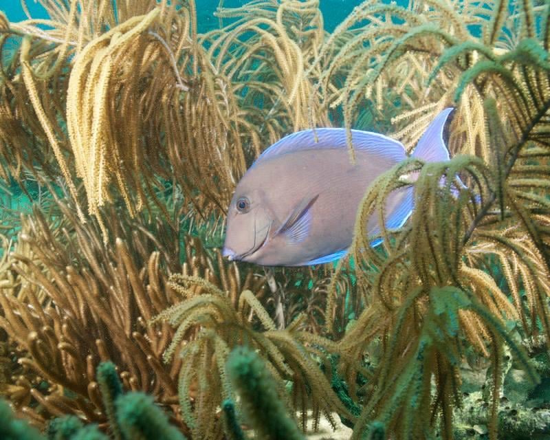 Miami Beach Reef & Wreck Dive Charter