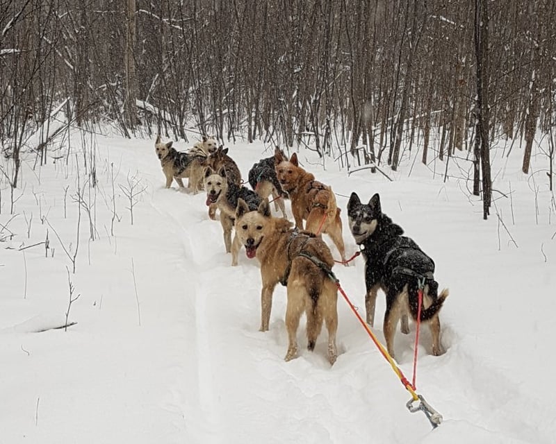 Dog Sledding on the Serum Run Trail in Nenana, Alaska