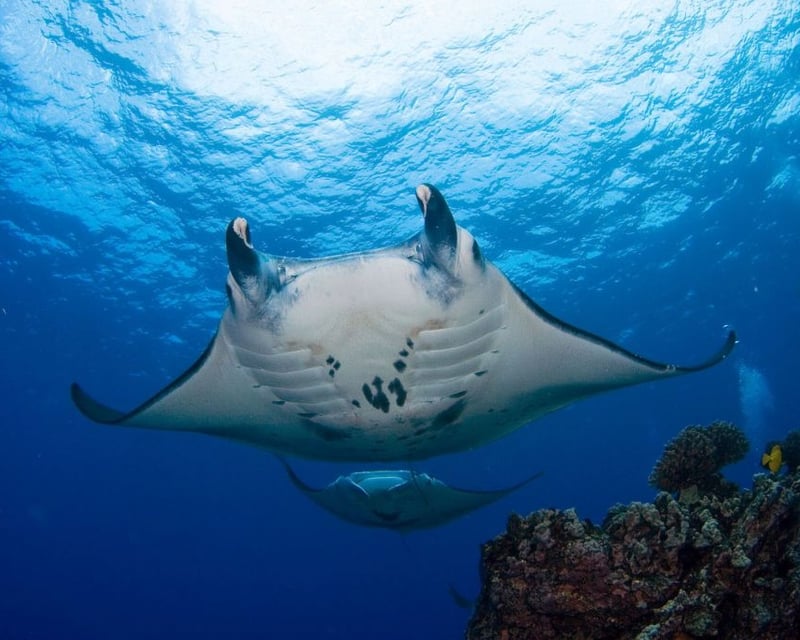 Night Snorkel With Manta Rays in Kailua Kona