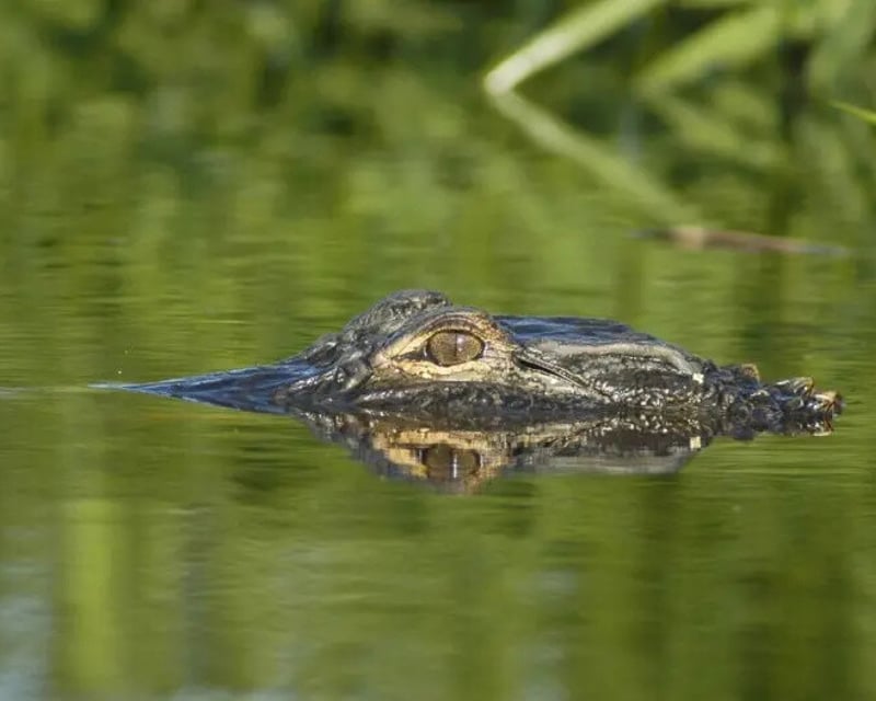 Guided Wildlife Kayak Tour in Alligator River Refuge