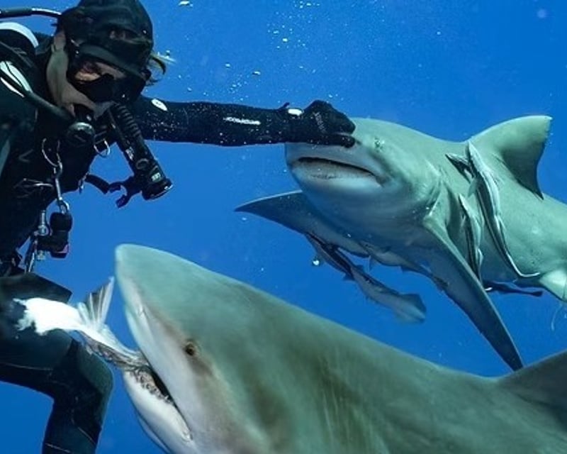 Tiger Shark Dive Off Jupiter