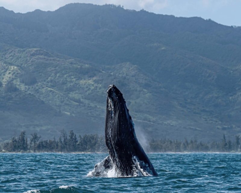 3-Hour Whale Watching Charter in Haleiwa