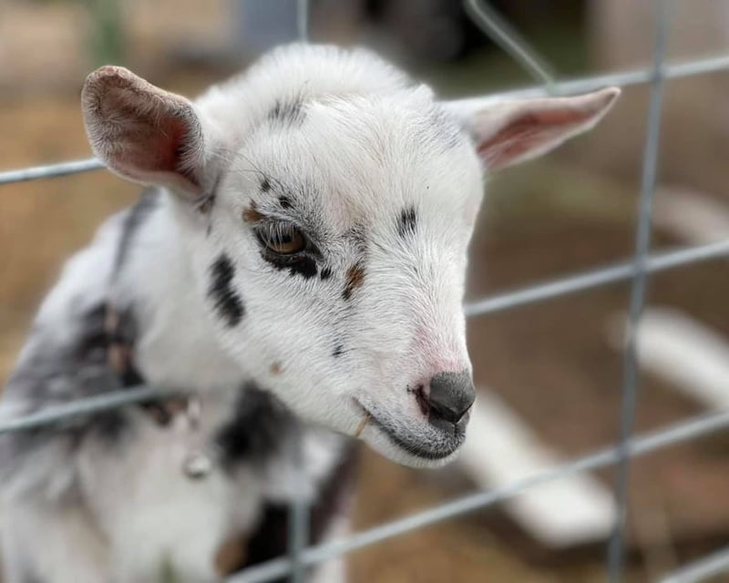 90-Minute Guided Farm Tour in Graham