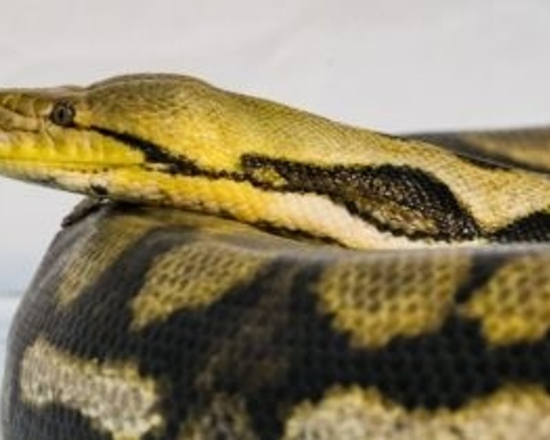 Private Reptile Tour in Kearns