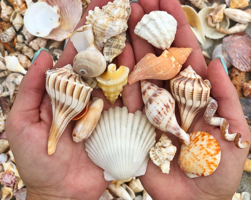 Fort Myers Shelling & Dolphin Cruise
