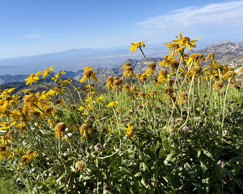 Women's Only 8-Mile Aspen Draw Hike on Mt Lemmon