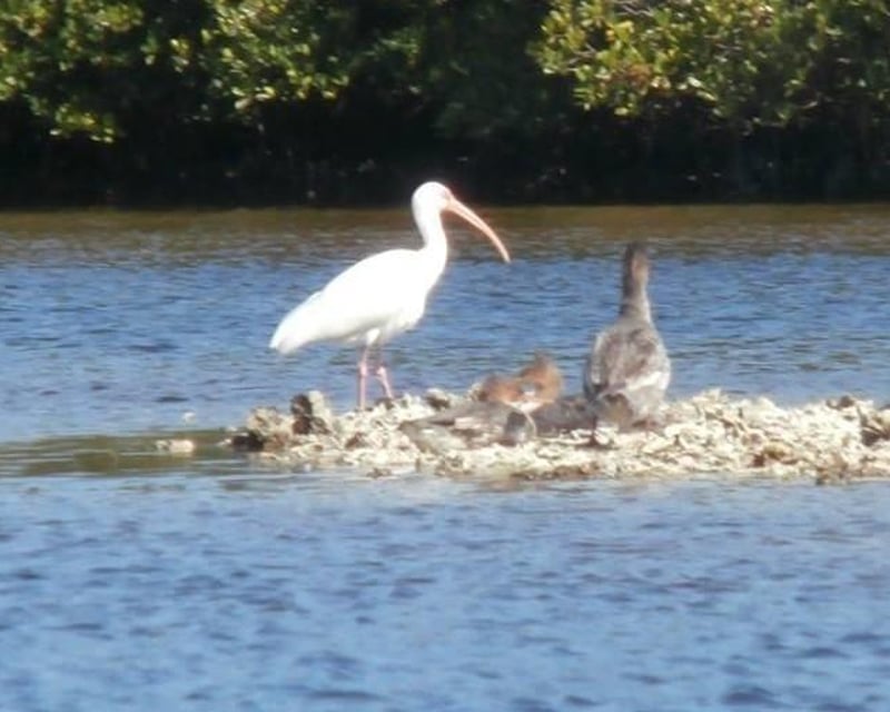 Matlacha Pass Mangrove Kayak Tour with Naturalist Guide