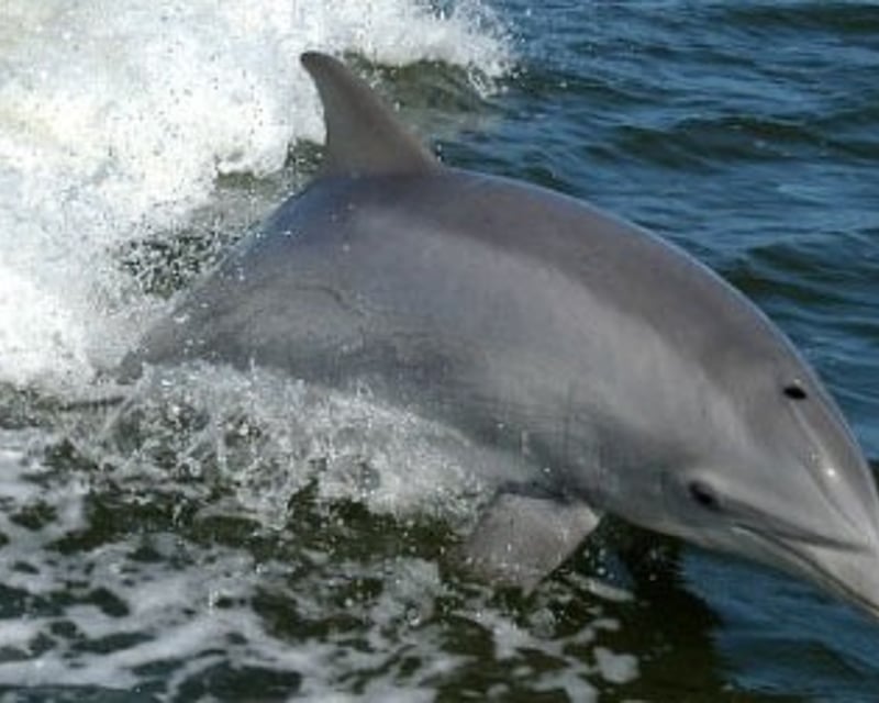 North Myrtle Beach Dolphin Sightseeing Cruise