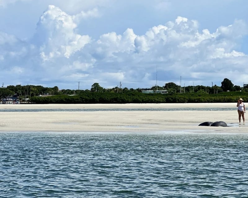 3-Hour Coastal Cruise From Daytona Beach