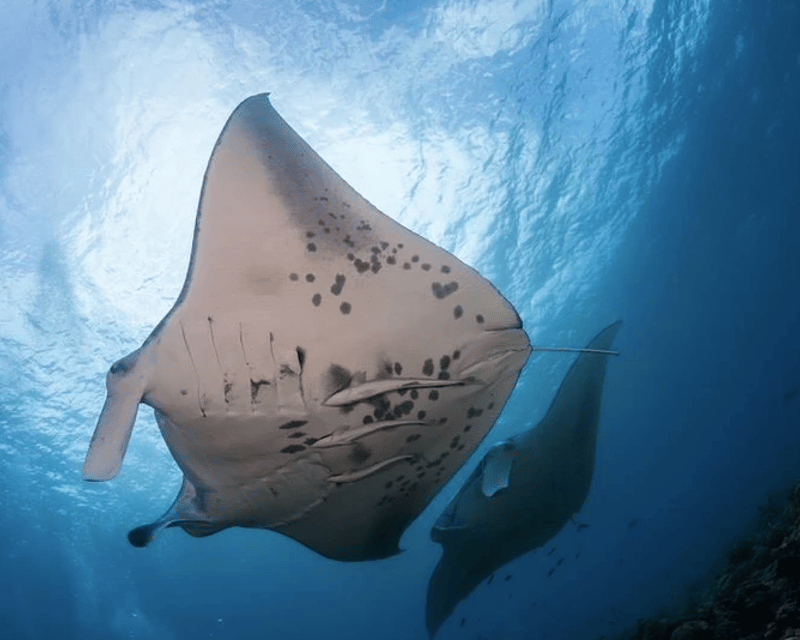 Private Manta Ray Night Snorkel from Kawaihae