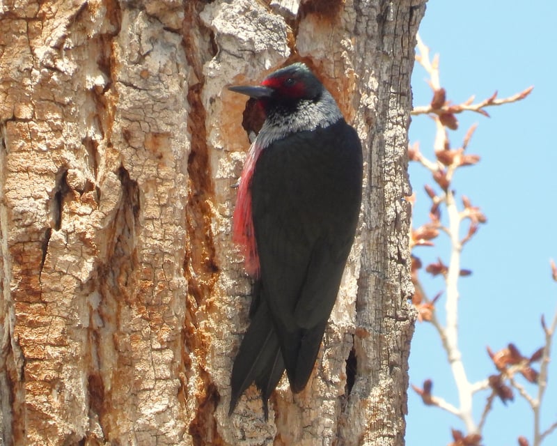 Custom Full-Day Birding & Wildlife Tour from Denver