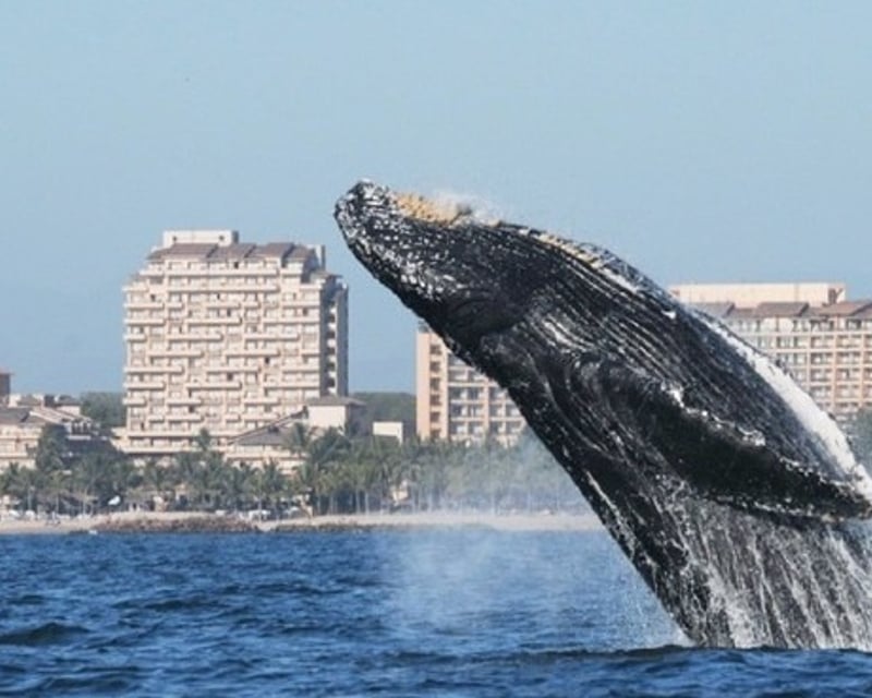 Banderas Bay Whale Watching Cruise from Puerto Vallarta