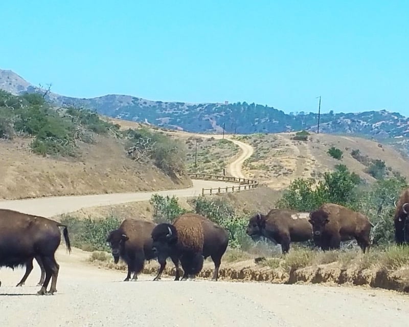 Take a Private Wildlife Picnic Jeep Tour in Avalon