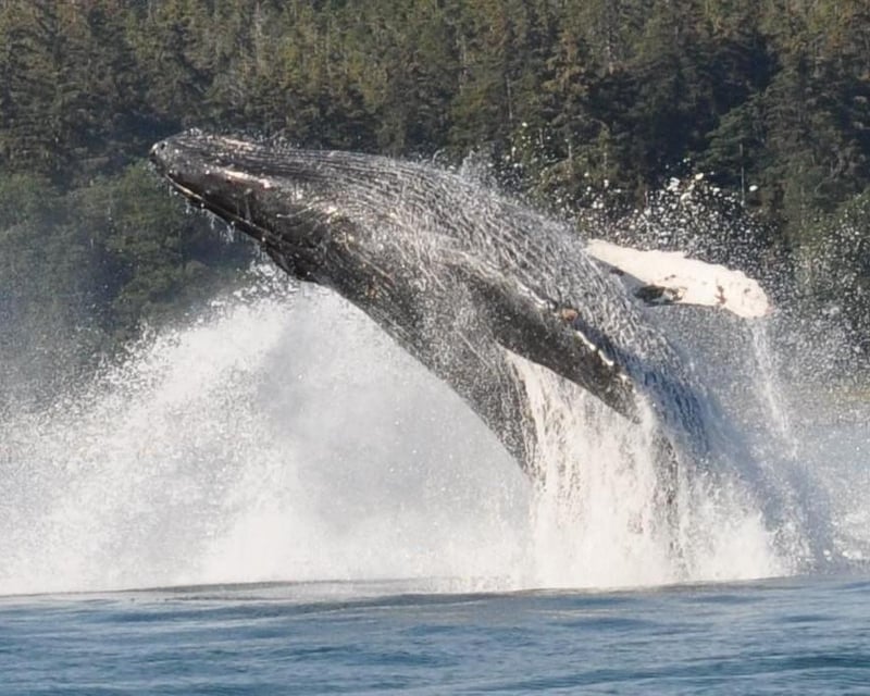 Juneau Whale Watching Cruise