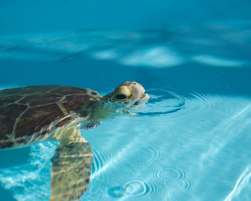 Explore A Sea Turtle Hospital Early Access Guided Tour