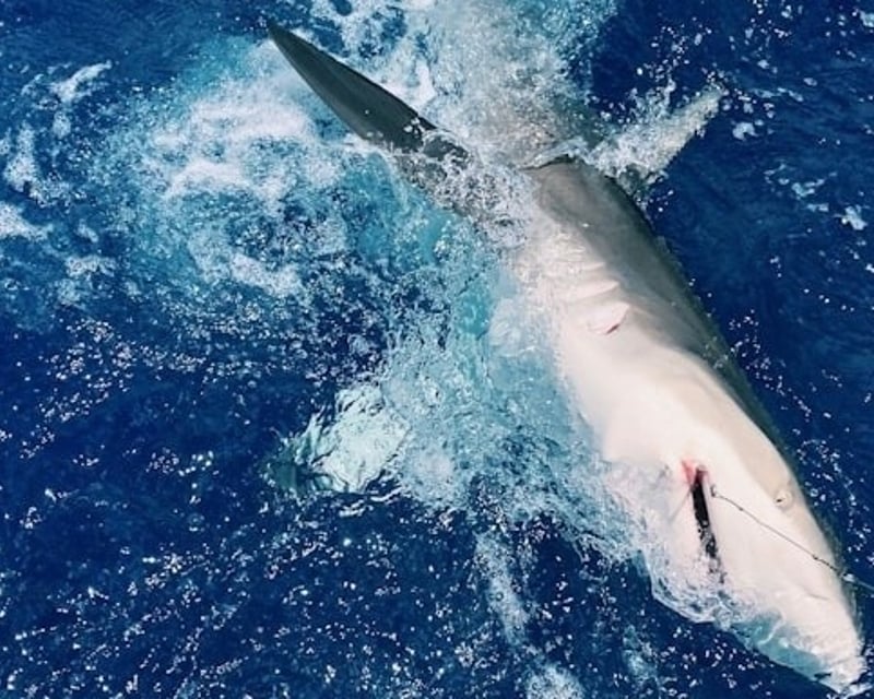 Private Offshore Shark Fishing Charter in Gloucester