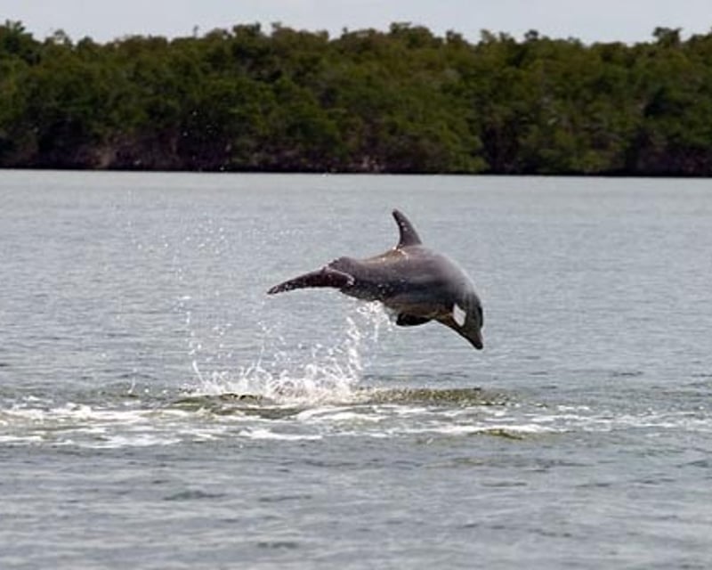 Birding Boat Tour in Everglades National Park