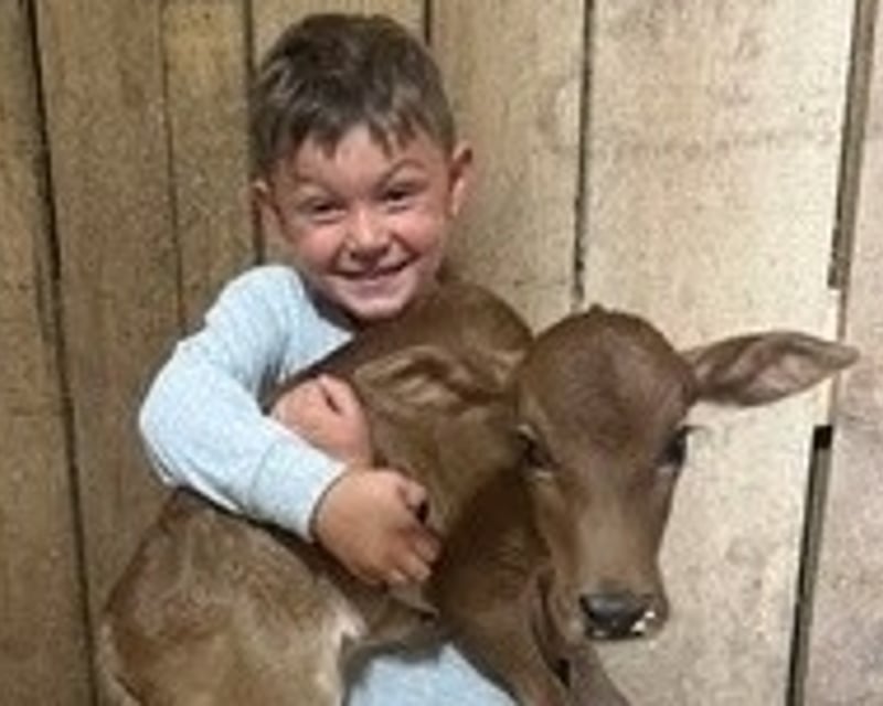 Cow Therapy Session on a Farm in Brilliant, Alabama