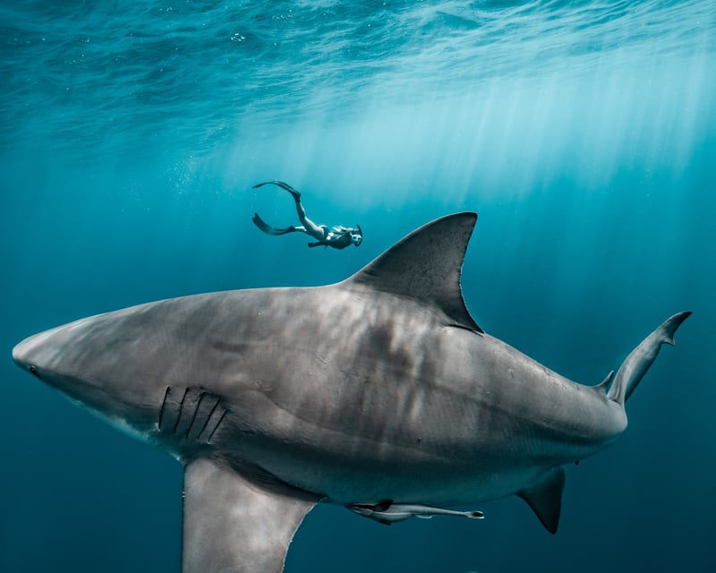 Shark Snorkeling Charter in Jupiter