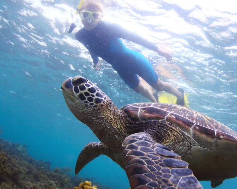 Honolulu Turtle Snorkel & Water Sports Cruise