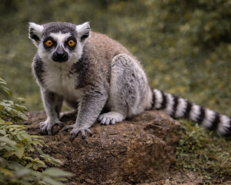 Ring-Tailed Lemur Encounter at a Sanctuary in Alva, FL