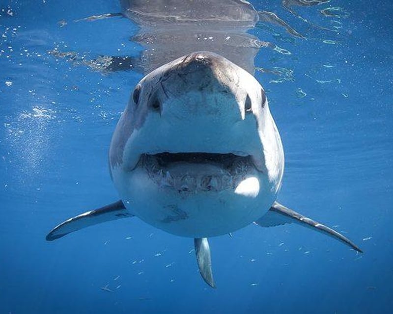 Private Shark Watching Tour in Harwich