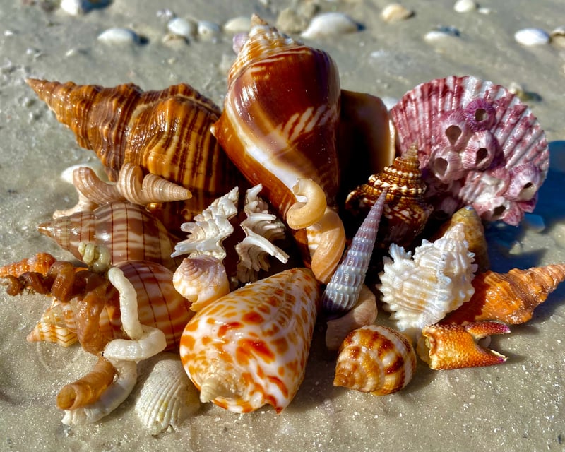 Ten Thousand Islands Shelling Tour With Master Naturalist