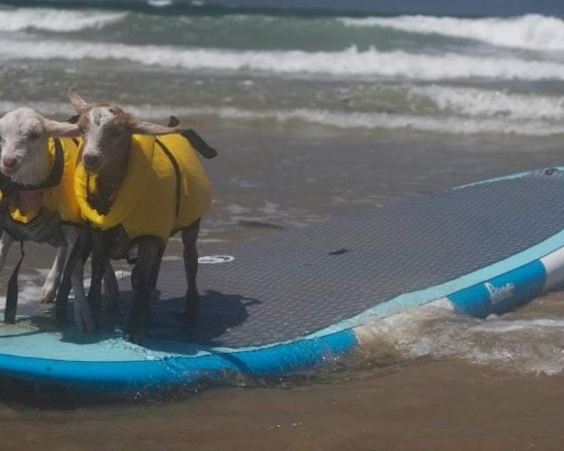 Private Pet Surf Lesson in Pismo Beach