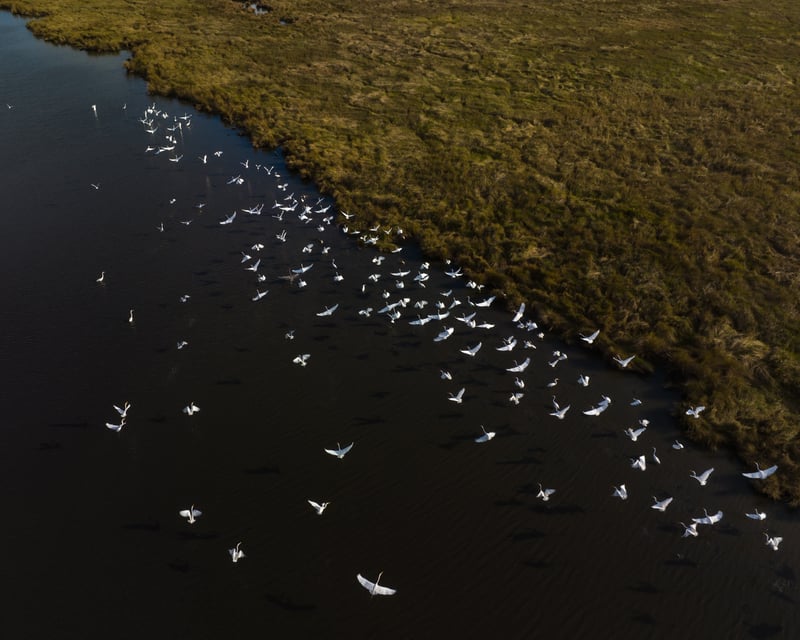 New Orleans Birding And Photography Boat Tour
