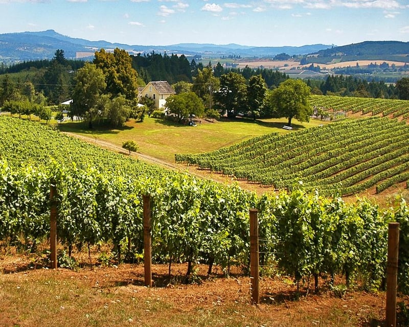 Full-Day Willamette Valley Wine Tasting Tour