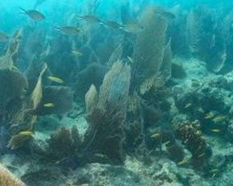 Key West Private 2-Tank Scuba Charter