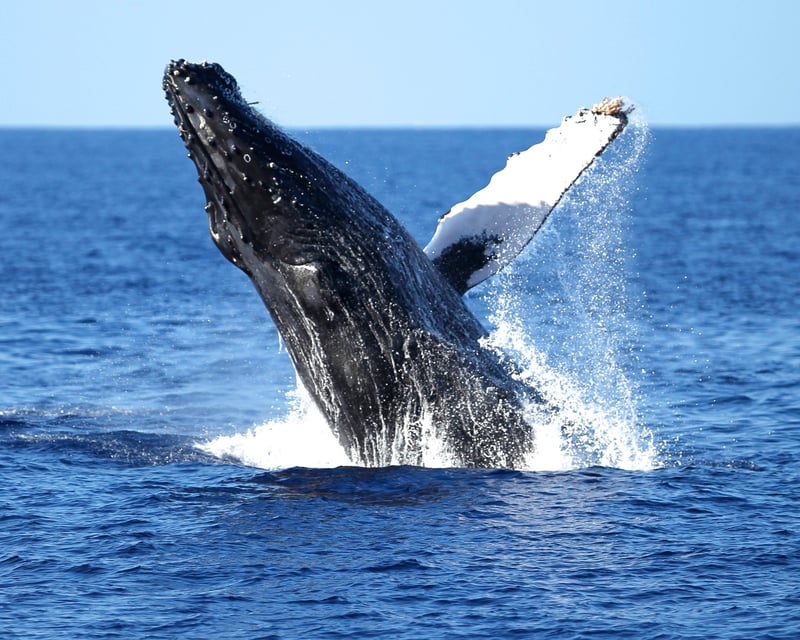 Oahu Winter Whale-Watching Cruise