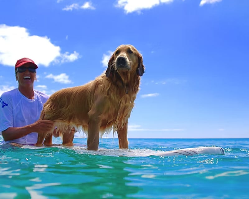 Take a 2-Hour Group Surf Lesson in Haleiwa