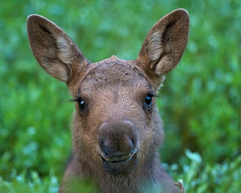 Sunset Wildlife Safari in Grand Teton National Park
