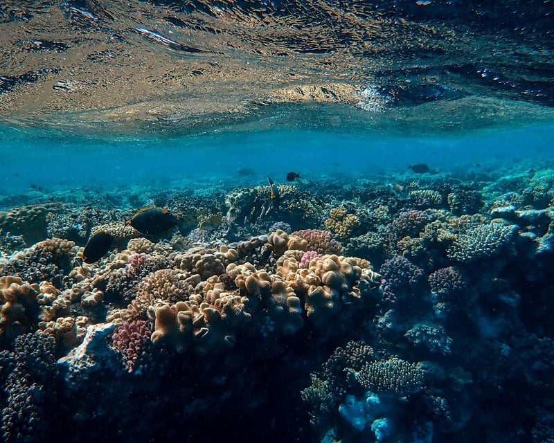 4-Hour Looe Key Snorkel & Dive Tour