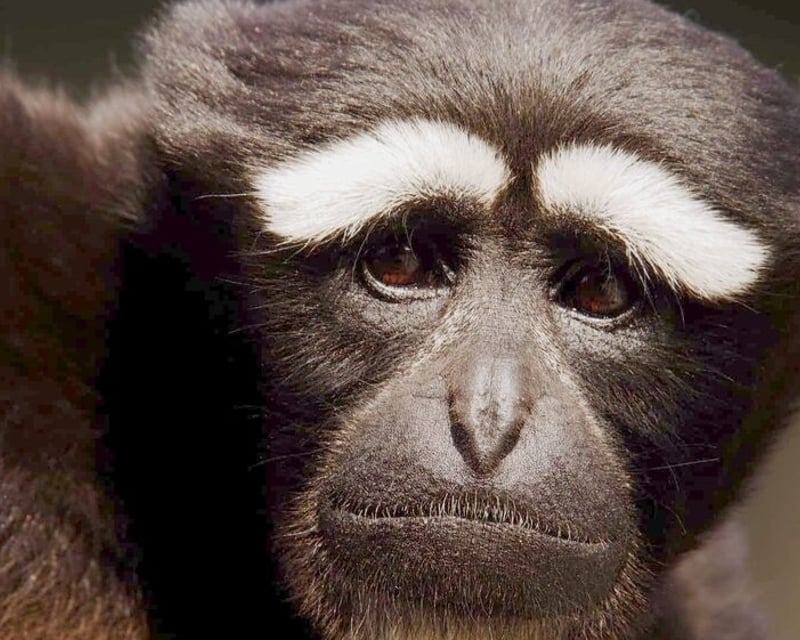 Private Gibbon Conservation Center Tour in Santa Clarita