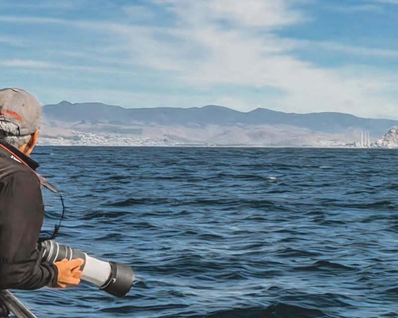 Private Whale Watching & Hearst Castle Tour from Paso Robles