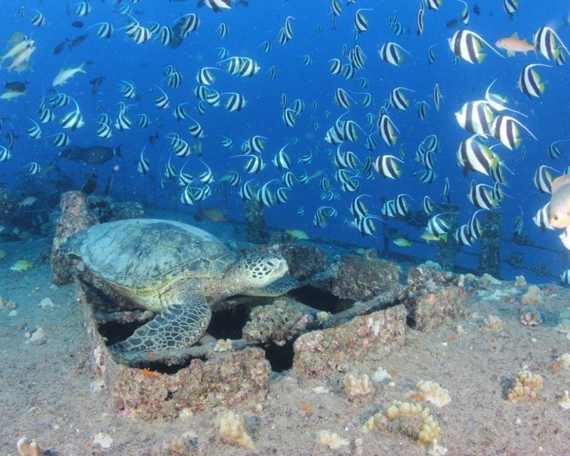 Wreck & Reef Scuba Dive for Certified Divers in Honolulu
